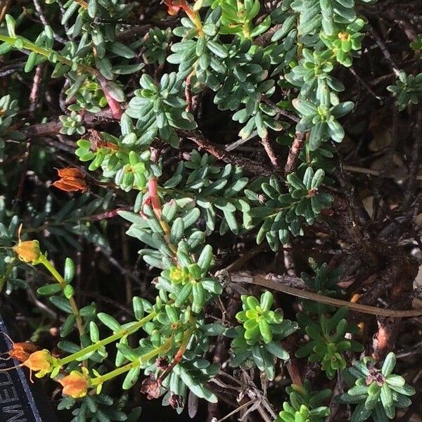 Hypericum empetrifolium برگ