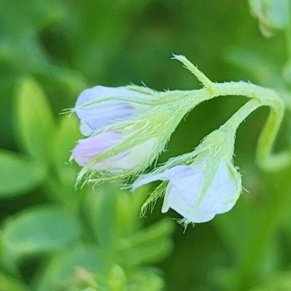 Vicia lens Virág