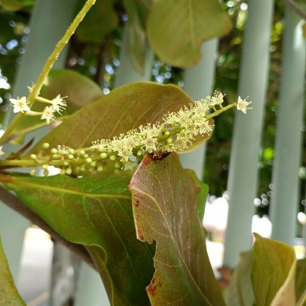 Terminalia catappa Blodyn