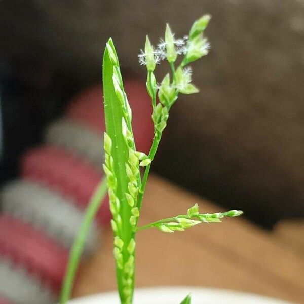 Poa annua Fulla