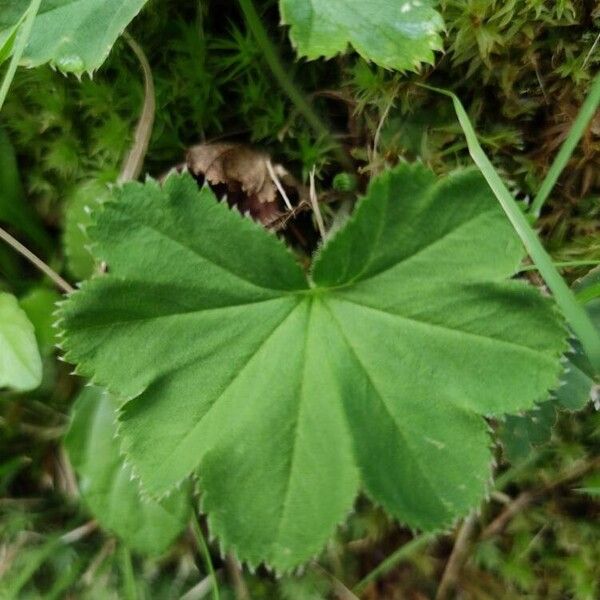 Alchemilla xanthochlora Φύλλο