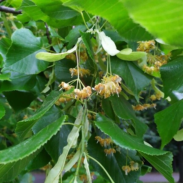 Tilia cordata 花