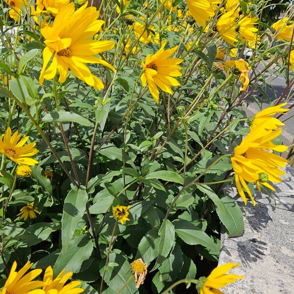 Helianthus × laetiflorus Habitat