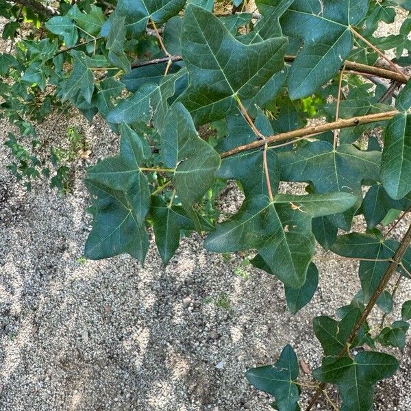 Acer obtusifolium Leaf