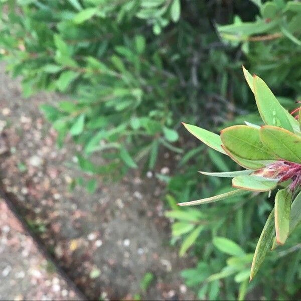 Callistemon citrinus Fuelha