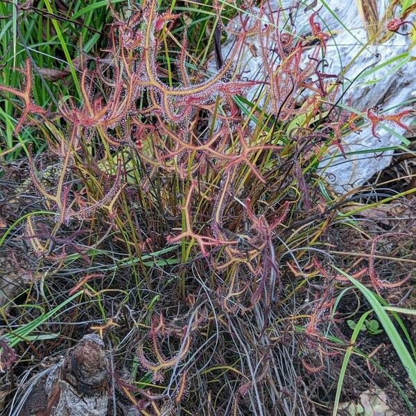 Drosera binata Хабит