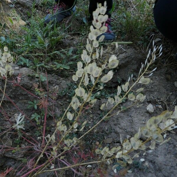 Thlaspi arvense Fruit