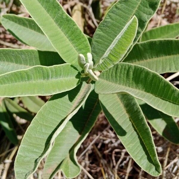 Ozoroa insignis Blad