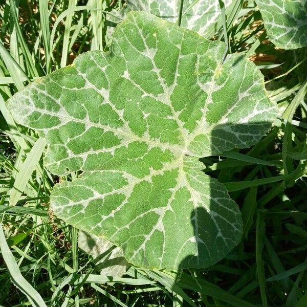 Cucurbita moschata Leaf