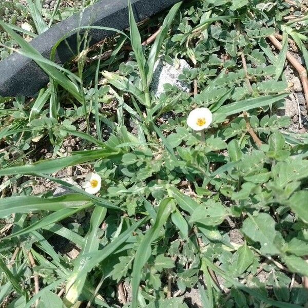 Kallstroemia maxima Flower