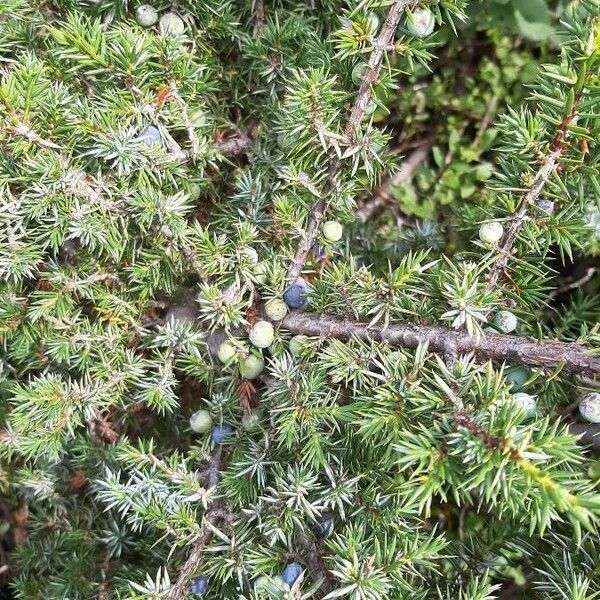 Juniperus communis Feuille