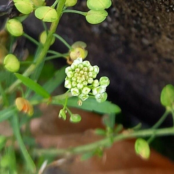 Lepidium virginicum Kukka