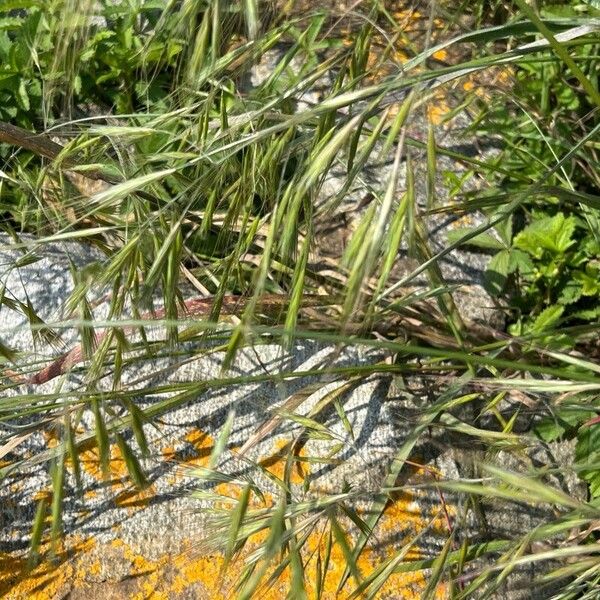 Bromus tectorum পাতা