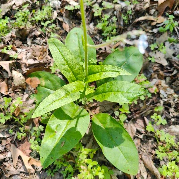 Andersonglossum virginianum Leaf