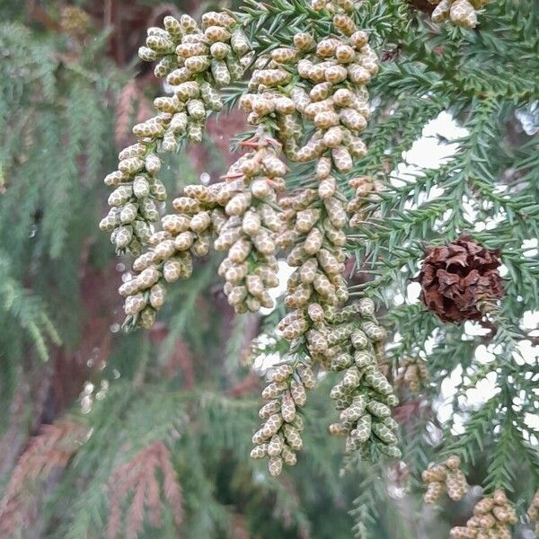 Cryptomeria japonica Cvet