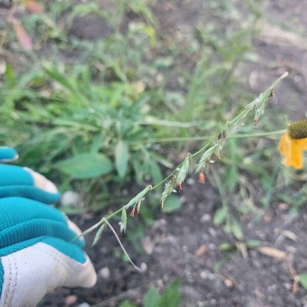 Bouteloua curtipendula Leaf