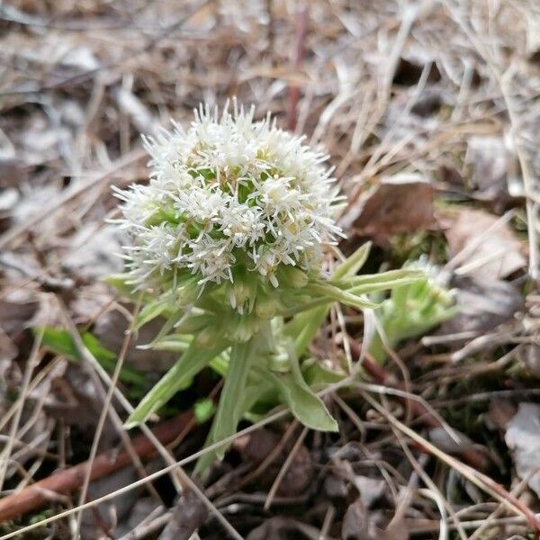 Petasites albus Blad