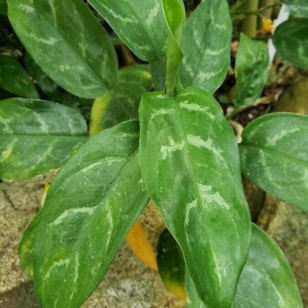 Aglaonema commutatum Leaf