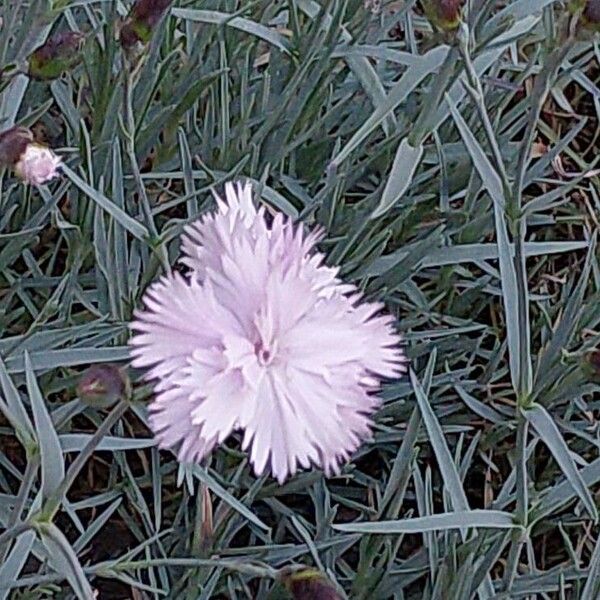 Dianthus plumarius Flower