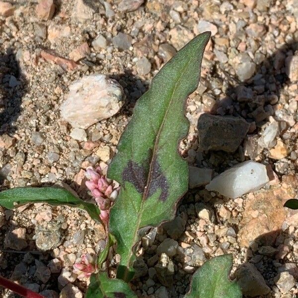 Persicaria maculosa Blatt