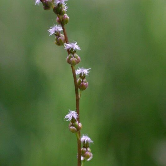 Triglochin palustris Habitus