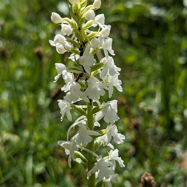 Gymnadenia odoratissima Žiedas