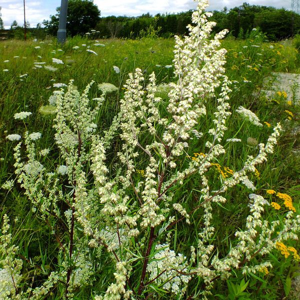 Artemisia vulgaris 花