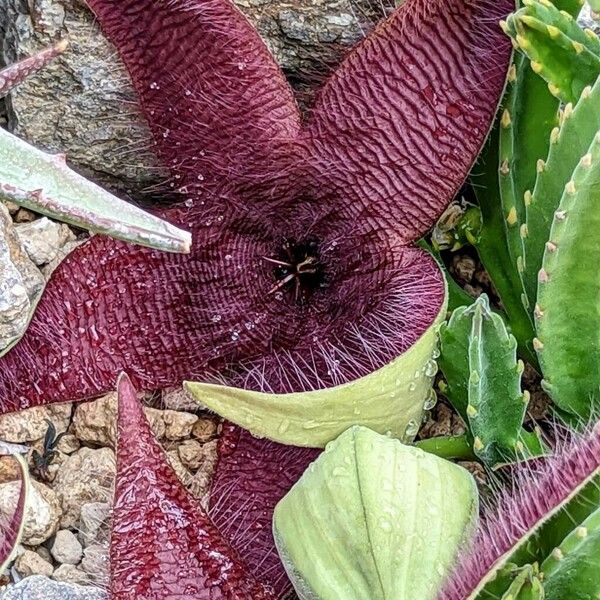 Stapelia grandiflora Flower