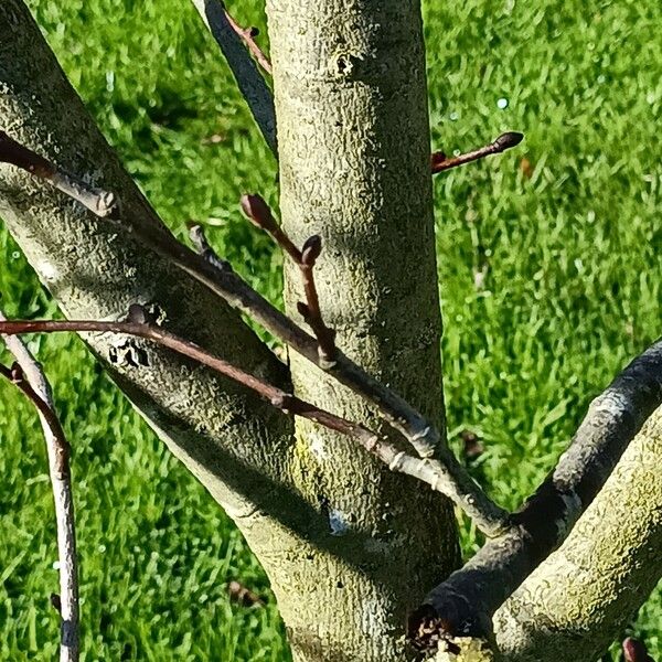 Tilia japonica Кора