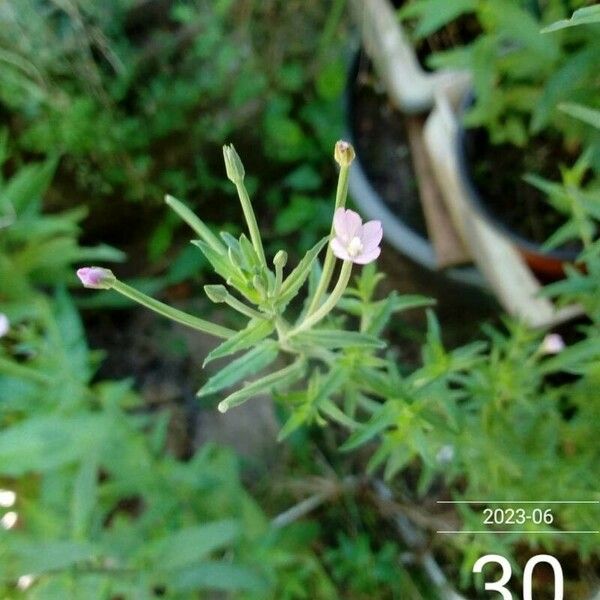 Epilobium obscurum Blüte