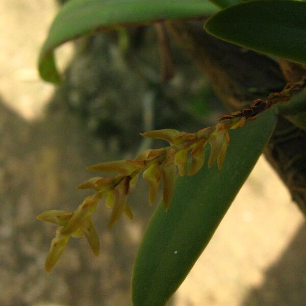 Bulbophyllum pumilum Flower