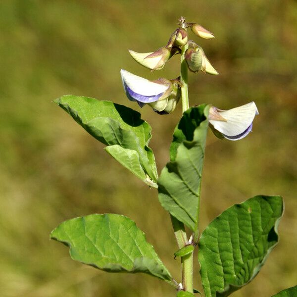 Crotalaria verrucosa Annet