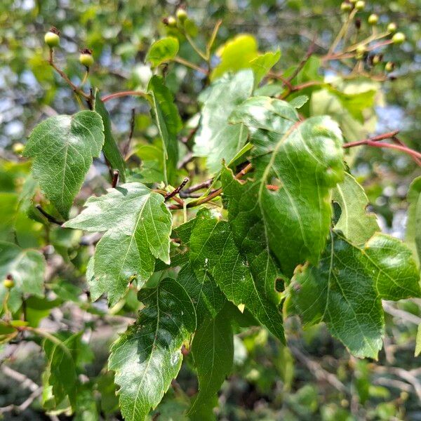 Crataegus phaenopyrum Fuelha