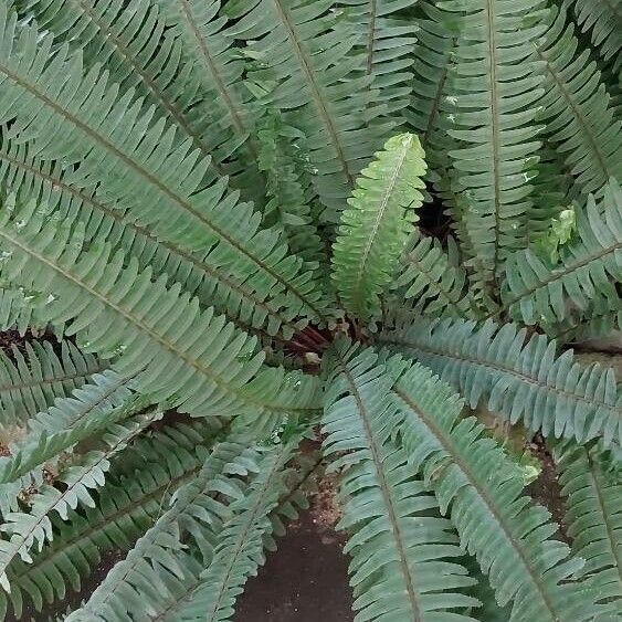 Nephrolepis cordifolia Feuille