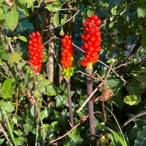 Arum italicum Frukt