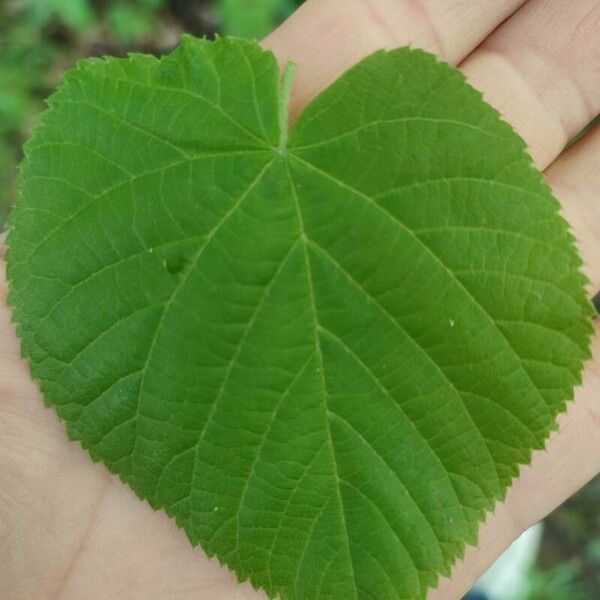 Tilia dasystyla Leaf