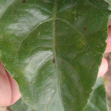 Causonis japonica 葉