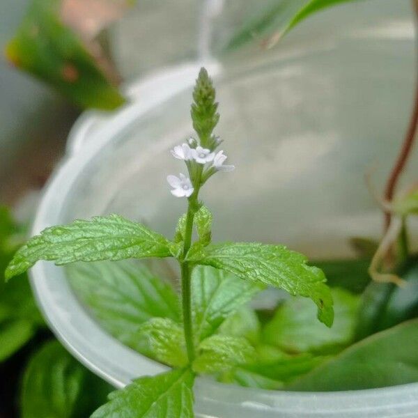 Verbena urticifolia Цвят