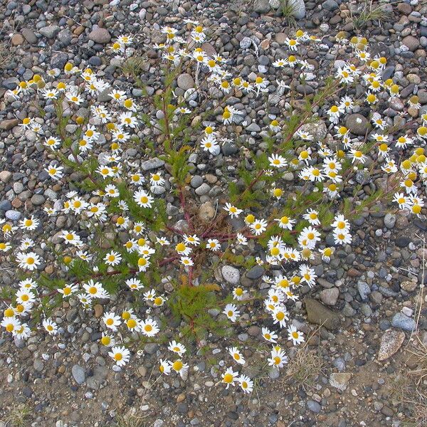 Anthemis cotula Plante entière