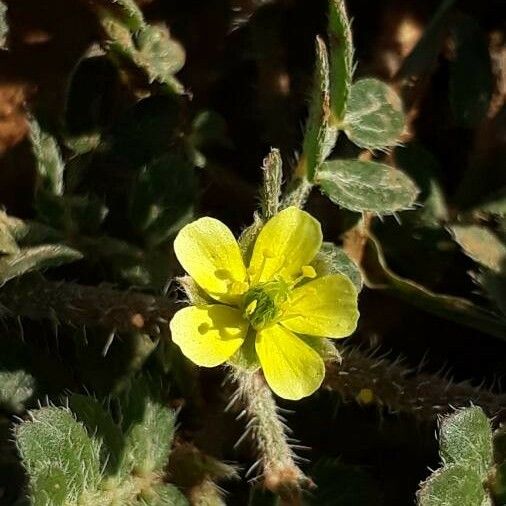 Tribulus terrestris Blomma