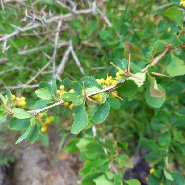 Berberis vulgaris 樹皮