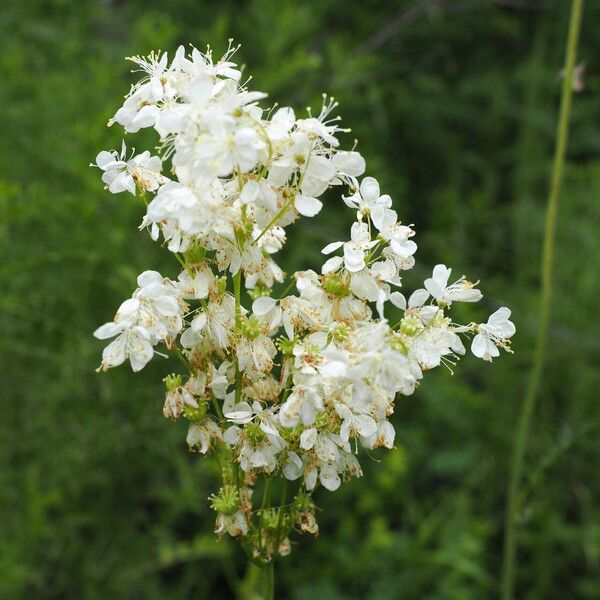 Filipendula vulgaris Flor