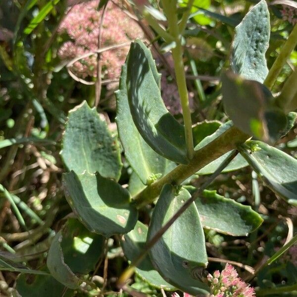 Sedum telephium Leaf