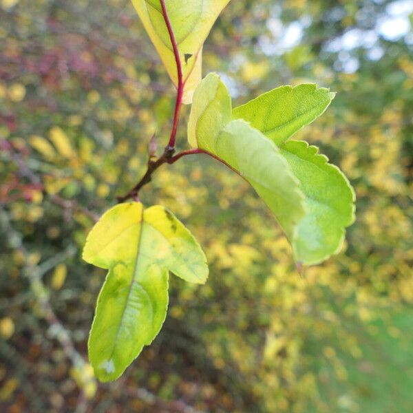 Malus toringo 叶