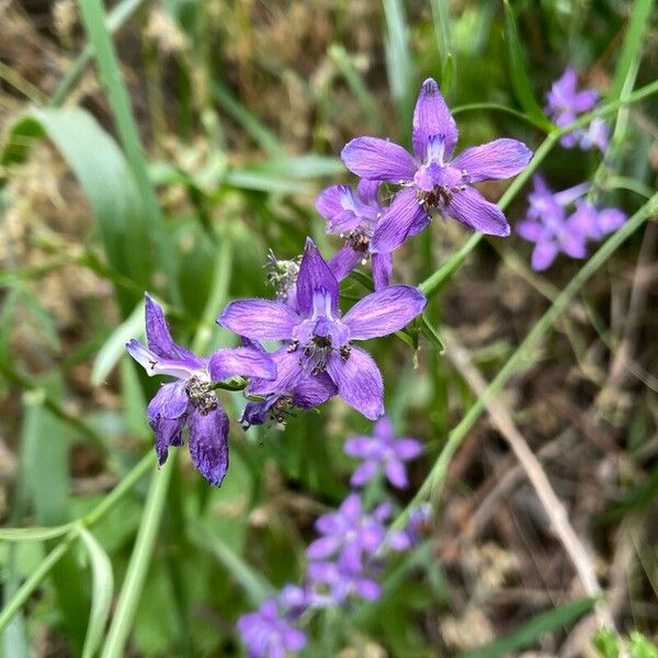 Delphinium pentagynum Blomst