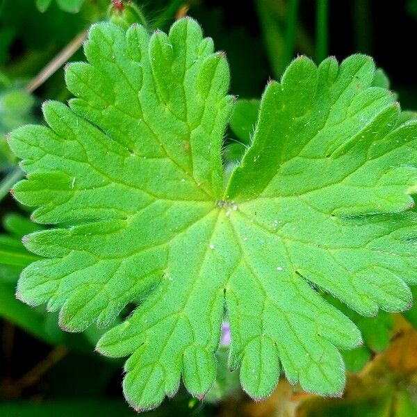 Geranium pusillum Leaf