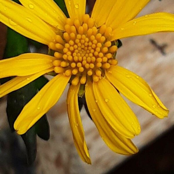 Euryops chrysanthemoides Flor