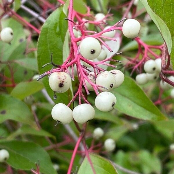 Cornus racemosa Fruit