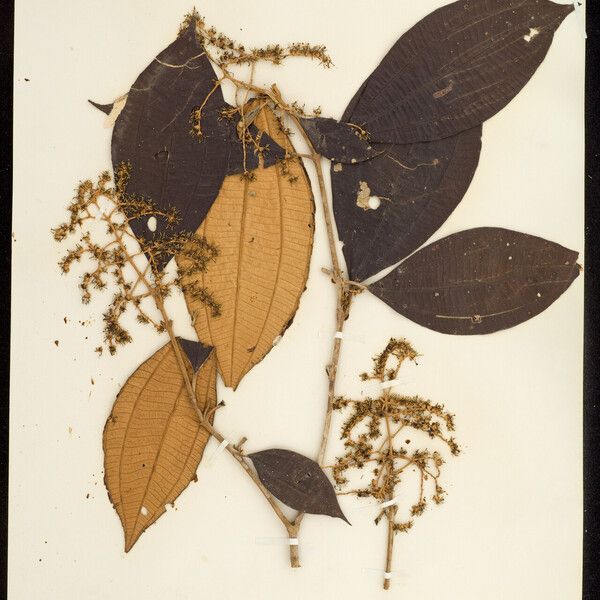 Miconia lourteigiana 葉