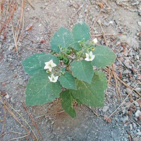 Solanum nigrum Leaf